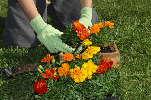A person wearing grey trousers and bright green gardening gloves is planting or tending to a colourful arrangement of marigold flowers in an outdoor garden space. The flowers, featuring shades of yellow, orange, and red, are situated in a small wooden planter box placed on a grassy lawn. The surrounding area includes a neatly maintained lawn with lush green grass, and the background shows more garden elements such as soil beds and possibly garden tools, indicating active gardening work in a well-kept outdoor area. The scene appears to be set on a bright, sunny day, with natural light illuminating the vibrant flower colours and textured foliage, reflecting typical garden maintenance activities that Lawn Mowing Blackwall might offer.